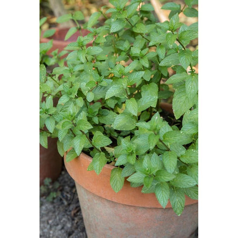 Bellevue-Washington State-USA Chocolate mint plants growing in a container garden White Modern Wood Framed Art Print by Horton, Janet