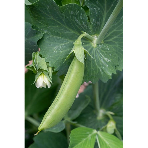 Issaquah-Washington State-USA Sugar Snap Pea plant with blossom and small pea pod Gold Ornate Wood Framed Art Print with Double Matting by Horton, Janet