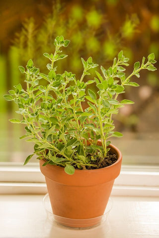 Issaquah-Washington State-USA Clay pot of Greek Oregano sitting on a windowsill Black Ornate Wood Framed Art Print with Double Matting by Horton, Janet