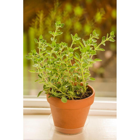 Issaquah-Washington State-USA Clay pot of Greek Oregano sitting on a windowsill White Modern Wood Framed Art Print by Horton, Janet