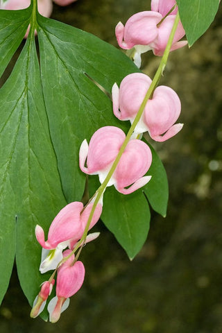 Issaquah-Washington State-USA Bleeding Heart (Lamprocapnos spectabilis) flowers Black Ornate Wood Framed Art Print with Double Matting by Horton, Janet