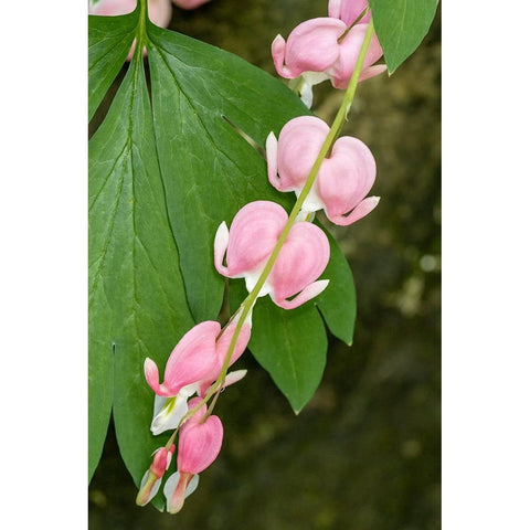 Issaquah-Washington State-USA Bleeding Heart (Lamprocapnos spectabilis) flowers Black Modern Wood Framed Art Print with Double Matting by Horton, Janet