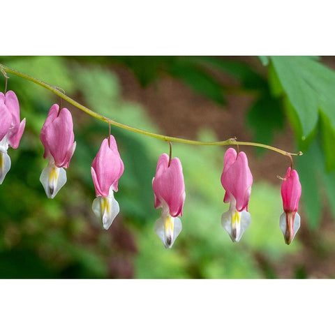 Issaquah-Washington State-USA Bleeding Heart (Lamprocapnos spectabilis) flowers Black Modern Wood Framed Art Print with Double Matting by Horton, Janet