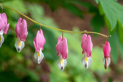 Issaquah-Washington State-USA Bleeding Heart (Lamprocapnos spectabilis) flowers Black Ornate Wood Framed Art Print with Double Matting by Horton, Janet