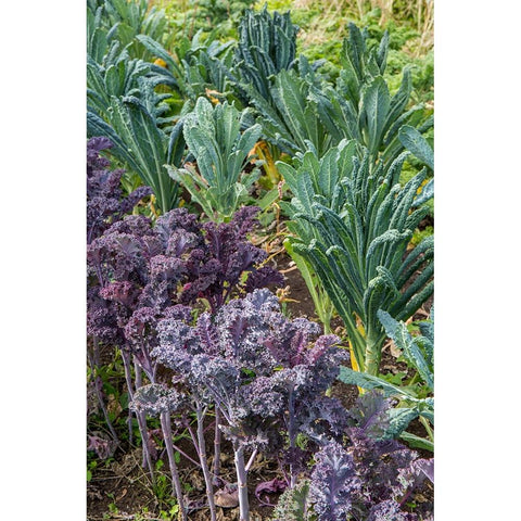 Maple Valley-Washington State-USA Redbor and Dinosaur kale growing in a garden Black Modern Wood Framed Art Print with Double Matting by Horton, Janet
