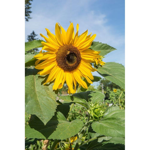 Issaquah-Washington State-USA Honeybee pollinating a sunflower on a sunny day White Modern Wood Framed Art Print by Horton, Janet