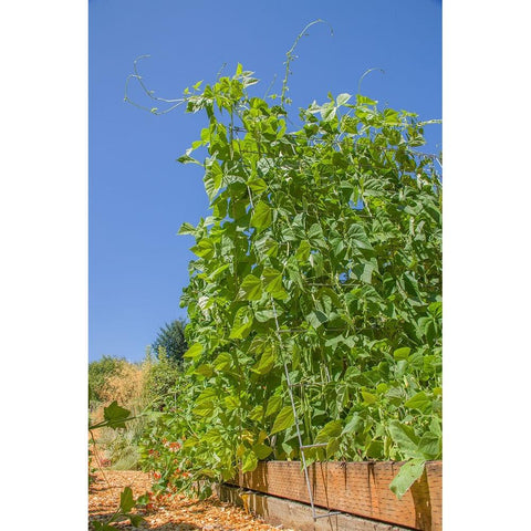 Bellevue-Washington State-USA Super Marconi pole beans growing on a trellis Black Modern Wood Framed Art Print by Horton, Janet