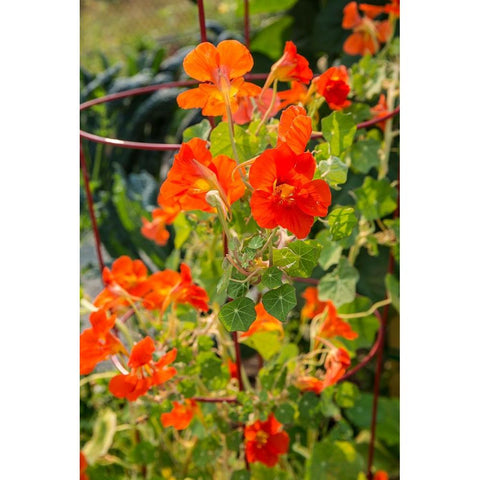 Issaquah-Washington State-USA Nasturtiums growing in and around a plant cage Black Modern Wood Framed Art Print by Horton, Janet