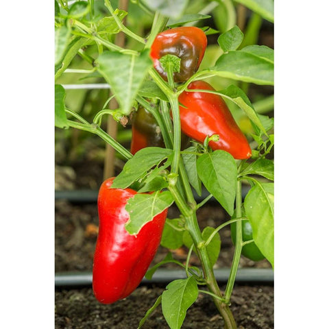 Issaquah-Washington State-USA Bellafina red sweet bell pepper plant growing Black Modern Wood Framed Art Print by Horton, Janet