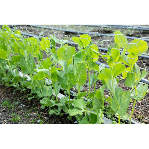 Issaquah-Washington State-USA Snap peas growing up a chicken wire trellis Black Modern Wood Framed Art Print by Horton, Janet