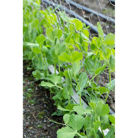 Issaquah-Washington State-USA Snap peas growing up a chicken wire trellis Black Modern Wood Framed Art Print by Horton, Janet