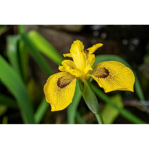 Issaquah-Washington State-USA Roy Davidson Iris plant growing in a pond Black Modern Wood Framed Art Print by Horton, Janet