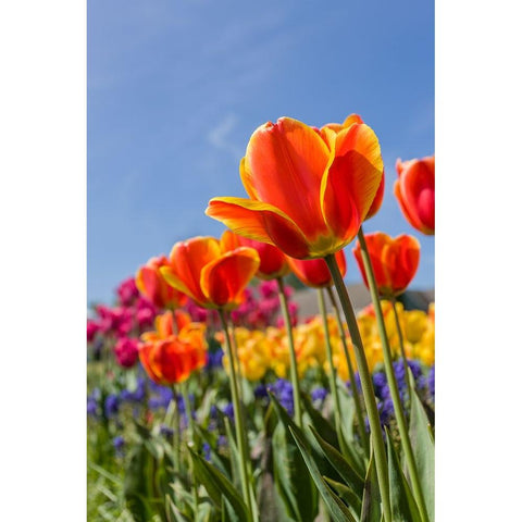 Mount Vernon-Washington State-USA Tulip garden as seen from underneath Black Modern Wood Framed Art Print by Horton, Janet