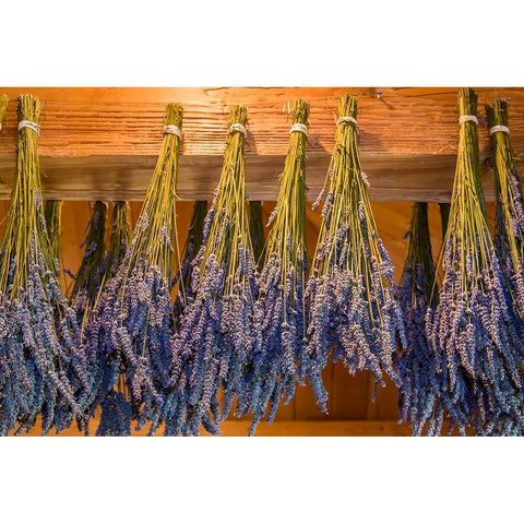 San Juan Island-Washington State-USA Bunches of lavender hung to dry White Modern Wood Framed Art Print by Horton, Janet