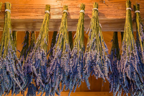San Juan Island-Washington State-USA Bunches of lavender hung to dry White Modern Wood Framed Art Print with Double Matting by Horton, Janet