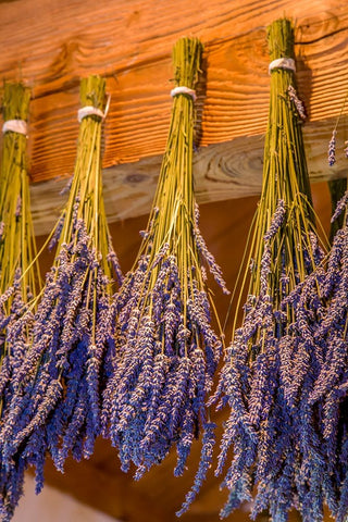 San Juan Island-Washington State-USA Bunches of lavender hung to dry White Modern Wood Framed Art Print with Double Matting by Horton, Janet