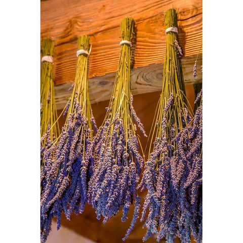 San Juan Island-Washington State-USA Bunches of lavender hung to dry White Modern Wood Framed Art Print by Horton, Janet