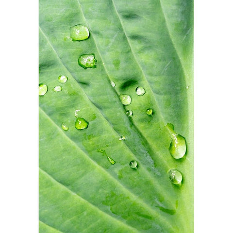 Issaquah-Washington State-USA Raindrops on Hosta Krossa Regal plant Black Modern Wood Framed Art Print by Horton, Janet