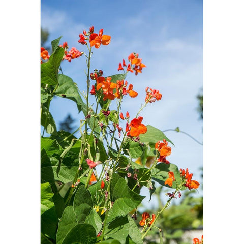 Issaquah-Washington State-USA Scarlet Runner pole beans with blossoms Black Modern Wood Framed Art Print by Horton, Janet