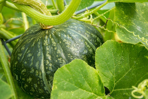Bellevue-Washington State-USA Discus Bush Buttercup Squash growing White Modern Wood Framed Art Print with Double Matting by Horton, Janet