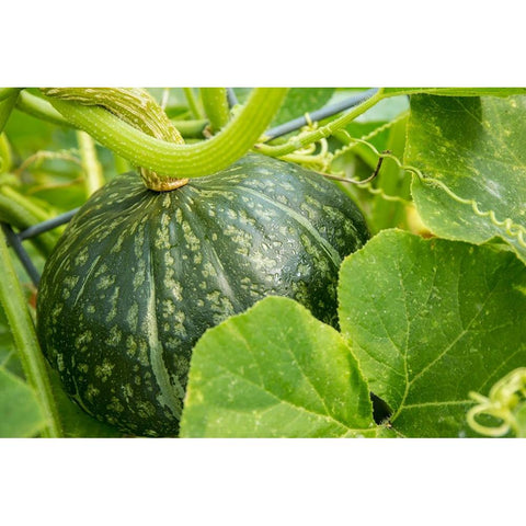 Bellevue-Washington State-USA Discus Bush Buttercup Squash growing Black Modern Wood Framed Art Print by Horton, Janet