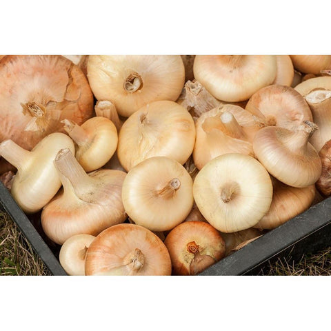 Carnation-Washington State-USA Freshly harvested Cipollini onions Black Modern Wood Framed Art Print with Double Matting by Horton, Janet