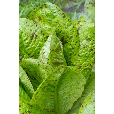 Issaquah-Washington State-USA Flashy Trouts Back Lettuce plants Black Modern Wood Framed Art Print by Horton, Janet