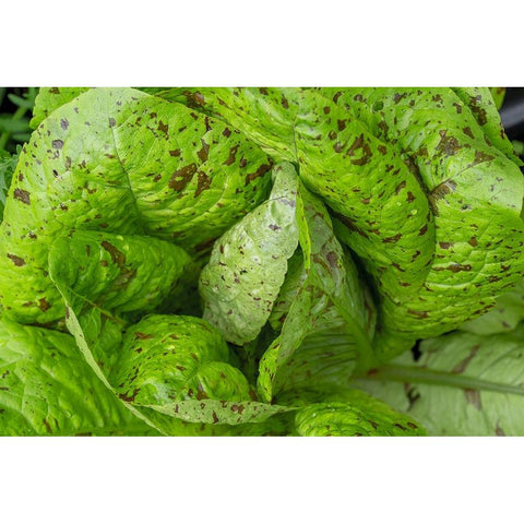 Issaquah-Washington State-USA Flashy Trouts Back Lettuce plants Gold Ornate Wood Framed Art Print with Double Matting by Horton, Janet