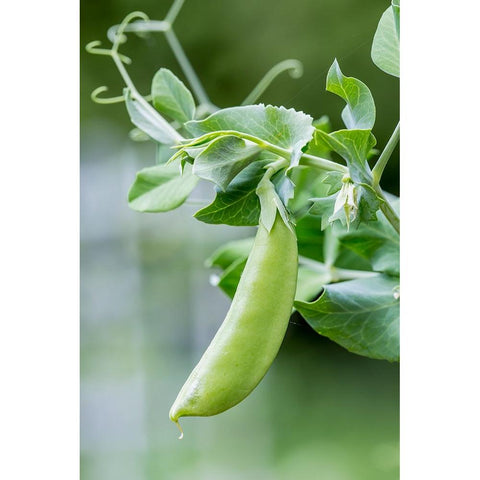 Issaquah-Washington State-USA Snow Pea plant growing in a garden Black Modern Wood Framed Art Print by Horton, Janet