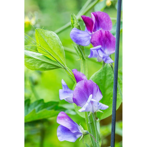 Issaquah-Washington State-USA Close-up of Sweet Peas in blossom Black Modern Wood Framed Art Print by Horton, Janet