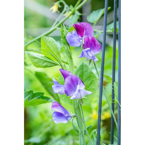 Issaquah-Washington State-USA Close-up of Sweet Peas in blossom Black Modern Wood Framed Art Print by Horton, Janet