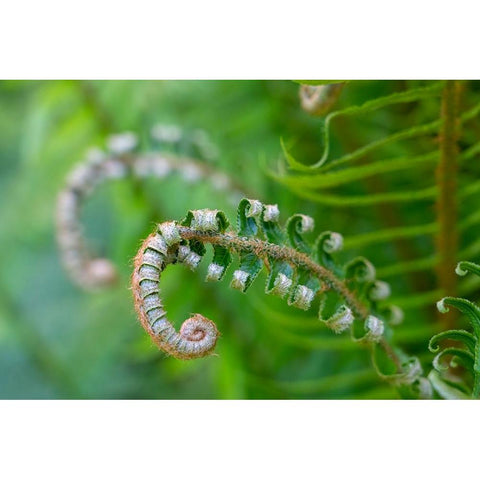 Issaquah-Washington State-USA Lady fern plant in early spring Black Modern Wood Framed Art Print by Horton, Janet