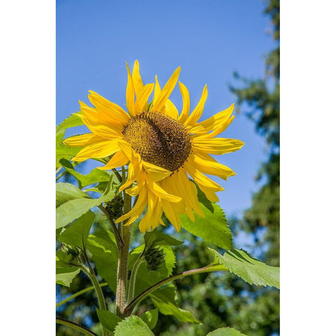 Bellevue-Washington State-USA Sunflower plant on a sunny day Black Modern Wood Framed Art Print by Horton, Janet