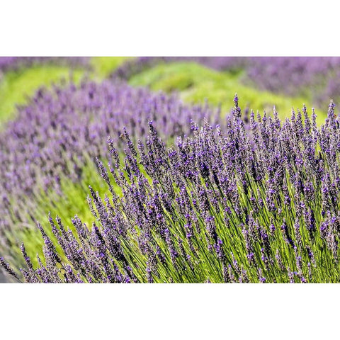 San Juan Island-Washington State-USA Pelindaba Lavender Farm Black Modern Wood Framed Art Print by Horton, Janet