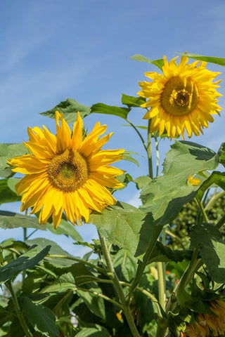 Issaquah-Washington State-USA Sunflower plants on a sunny day White Modern Wood Framed Art Print with Double Matting by Horton, Janet