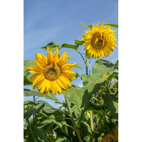 Issaquah-Washington State-USA Sunflower plants on a sunny day Black Modern Wood Framed Art Print by Horton, Janet