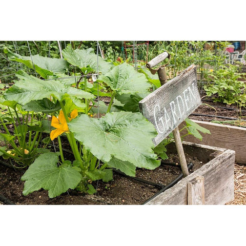 Issaquah-Washington State-USA Squash plant with blossom Black Modern Wood Framed Art Print by Horton, Janet