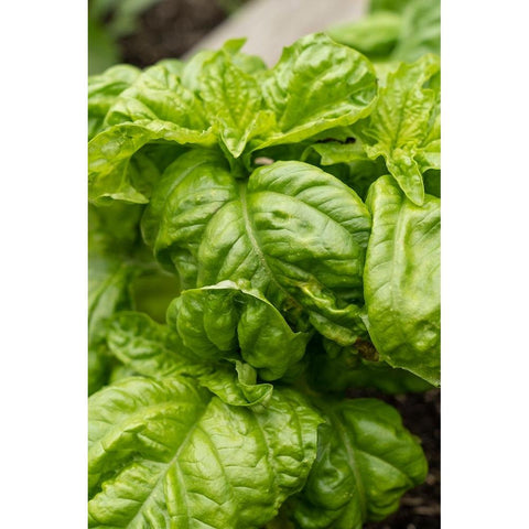 Bellevue-Washington State-USA Mammoth Sweet Basil plant Black Modern Wood Framed Art Print with Double Matting by Horton, Janet