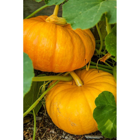 Issaquah-Washington State-USA Pumpkins ready to harvest Black Modern Wood Framed Art Print by Horton, Janet