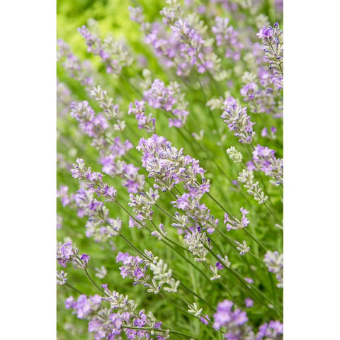 Issaquah-Washington State-USA Lavender plants in bloom Black Modern Wood Framed Art Print by Horton, Janet