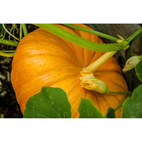 Issaquah-Washington State-USA Pumpkin ready to harvest Black Modern Wood Framed Art Print by Horton, Janet