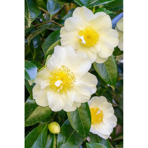 Issaquah-Washington State-USA Flowering Camellia bush Gold Ornate Wood Framed Art Print with Double Matting by Horton, Janet