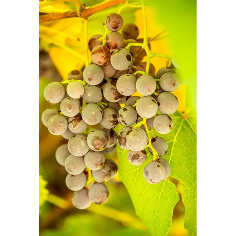 Leavenworth-Washington State-USA Ripe grapes growing Black Modern Wood Framed Art Print by Horton, Janet