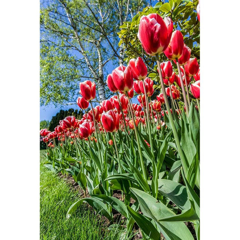 Mount Vernon-Washington State-USA Tulip garden White Modern Wood Framed Art Print by Horton, Janet