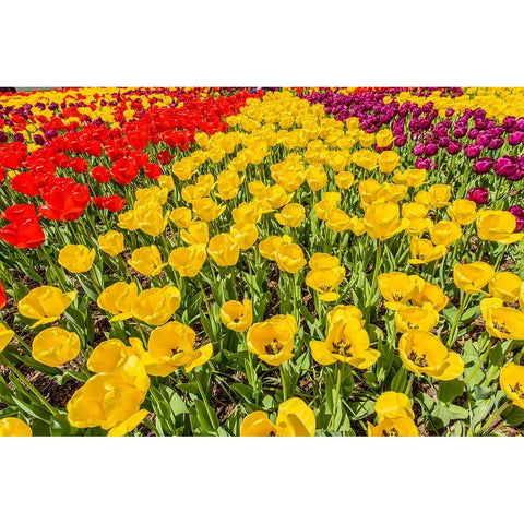 Mount Vernon-Washington State-USA Tulip garden Black Modern Wood Framed Art Print with Double Matting by Horton, Janet