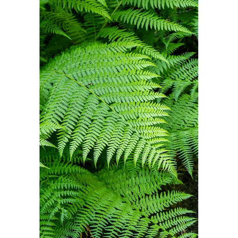 Issaquah-Washington State-USA Lady Fern frond White Modern Wood Framed Art Print by Horton, Janet