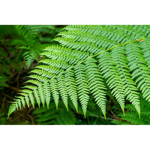 Issaquah-Washington State-USA Lady Fern frond Black Modern Wood Framed Art Print by Horton, Janet