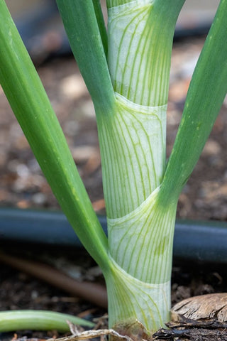 Issaquah- Washington State- USA. Close-up of an onion stalk White Modern Wood Framed Art Print with Double Matting by Horton, Janet