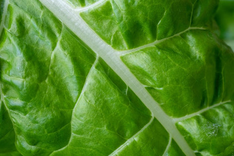 Issaquah- Washington State- USA. Close-up of Fordhook giant Swiss chard leaf Black Ornate Wood Framed Art Print with Double Matting by Horton, Janet