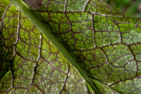 Issaquah- Washington State- USA. Close-up of a mustard greens leaf Black Ornate Wood Framed Art Print with Double Matting by Horton, Janet